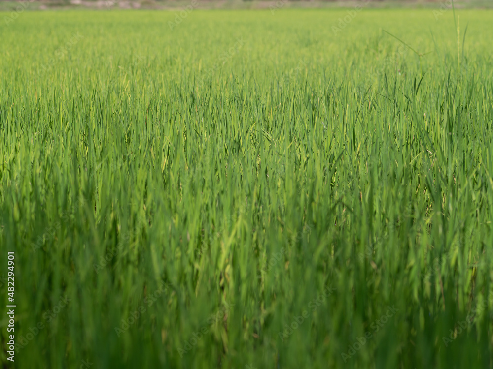 Single yellow white grass flower