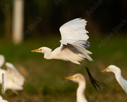 Bird in the rays of the sun. Western Cattle Egret