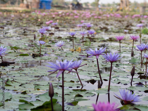 Lotus and lotus leaves in the water basin