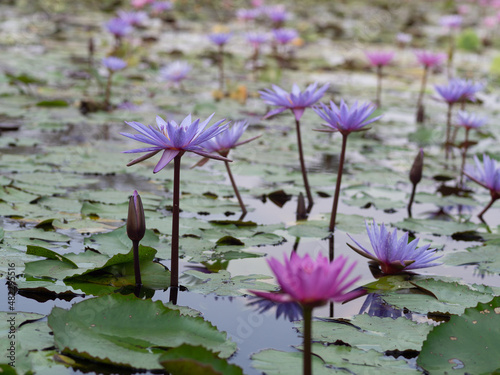 Lotus and lotus leaves in the water basin