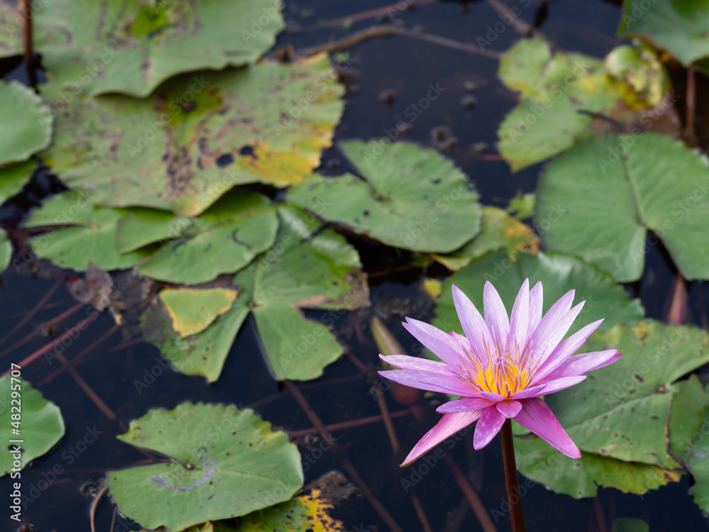 Lotus and lotus leaves in the water basin Lotus and lotus leaves in the water basin