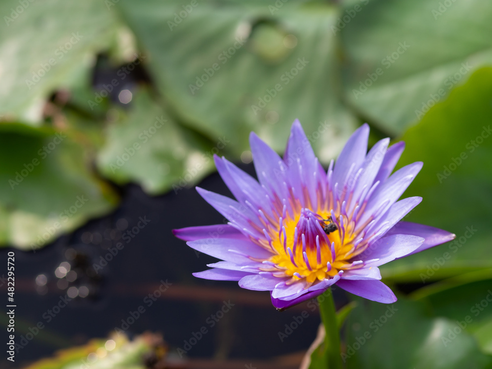 Lotus and lotus leaves in the water basin Lotus and lotus leaves in the water basin