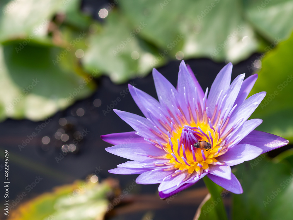 Lotus and lotus leaves in the water basin Lotus and lotus leaves in the water basin