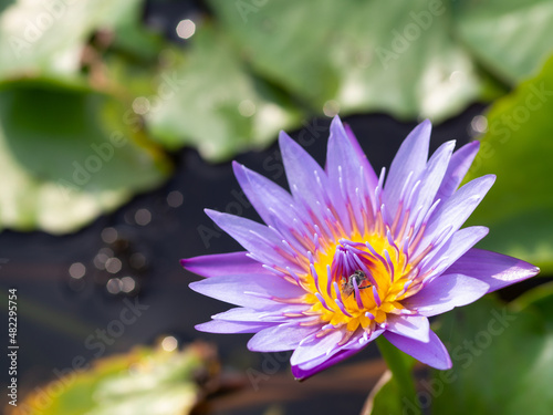 Lotus and lotus leaves in the water basin