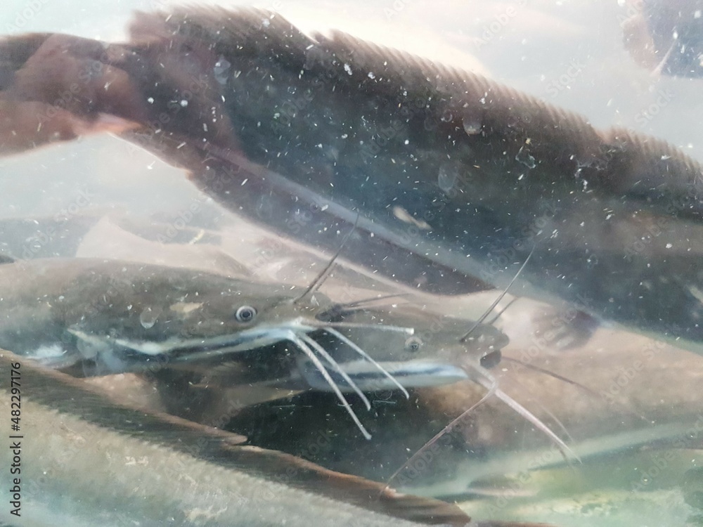 Fototapeta premium underwater of catfish on the river