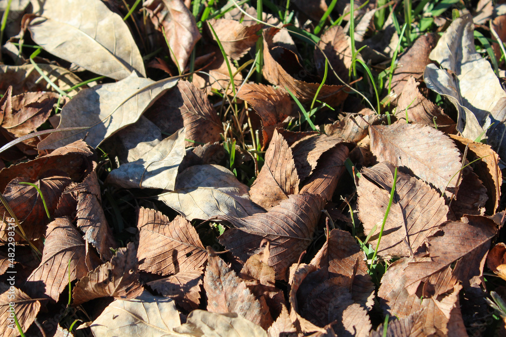 Naklejka premium leaves on ground
