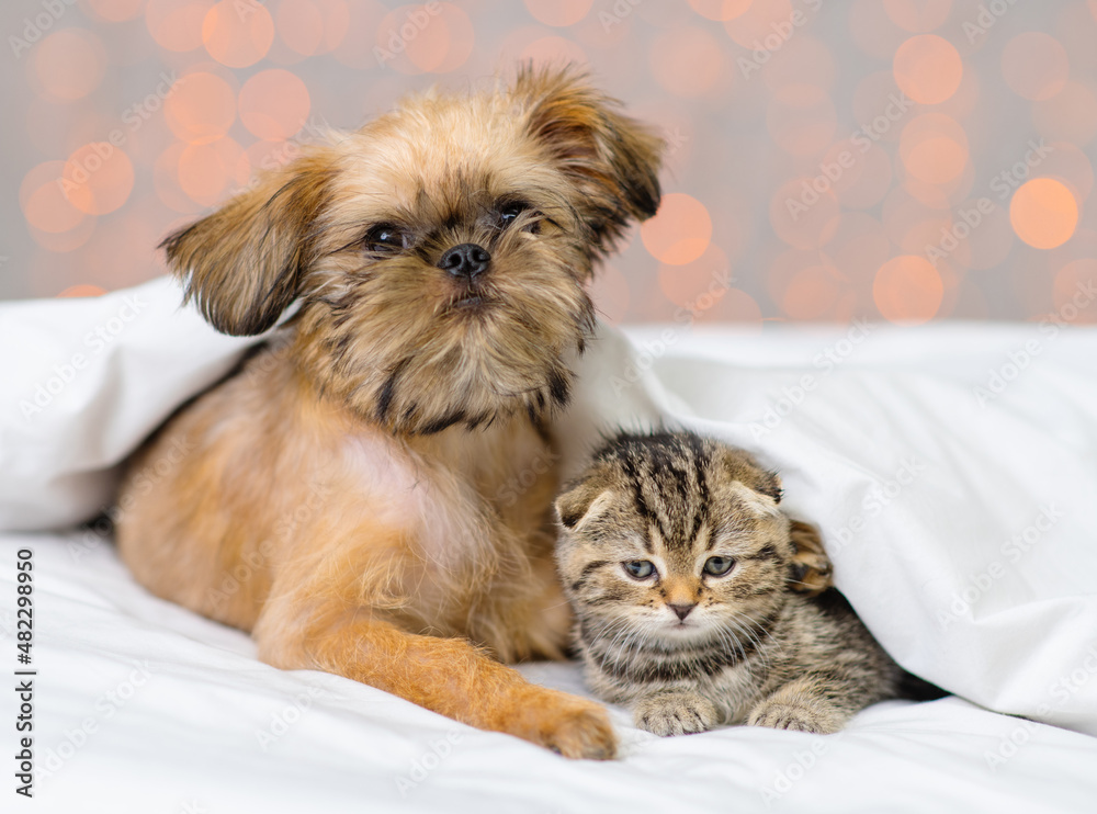A small kitten and a puppy lying next to each other under a white blanket on a bed at home against the backdrop of lanterns. British kitten and Brussels Griffon puppy A small kitten and a puppy lying next to each other under a white blanket on a bed at home against the backdrop of lanterns. British kitten and Brussels Griffon puppy