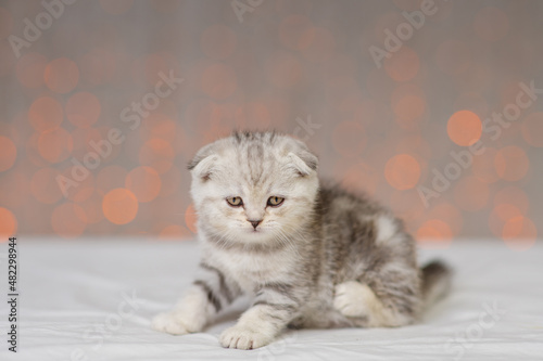 A small gray kitten of a marble color sitting on a white blanket and itches with a paw against the background of yellow lanterns. © Ermolaeva Olga