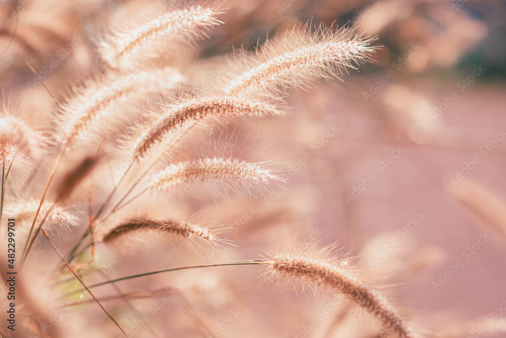 Grass flowers in the nature background with sun set, Soft focus the beautiful a flower in the garden.