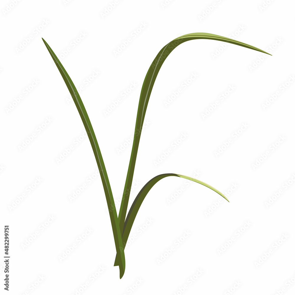 A blade of grass for bouquets. Branches greenery elements of plant on white background. Vector illustration. A blade of grass for bouquets. Branches greenery elements of plant on white background. Vector illustration.