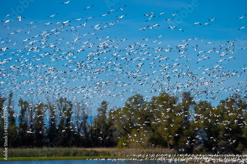 Snow Geese in Sacramento National Wildlife Refuge California