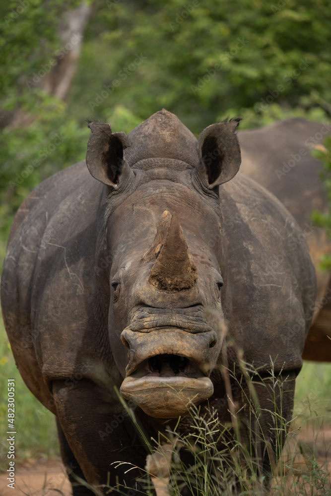 Fototapeta premium White rhino