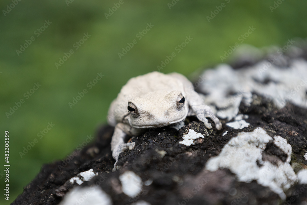 foam nest frog