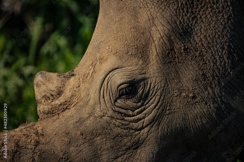 Obraz premium White rhino closeup