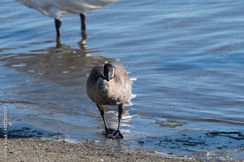 Front face of cackling goose photo