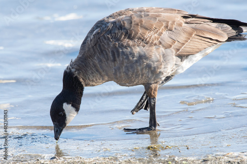 Cackling goose feeding in wetland of Japan