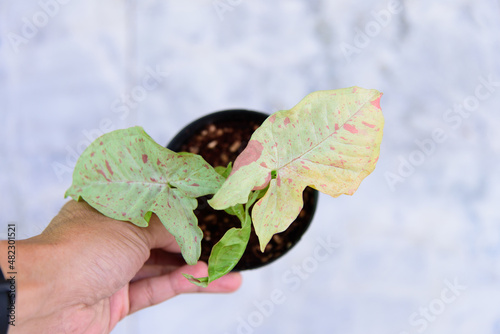 Closeup to syngonium milk confretti in the pot    photo