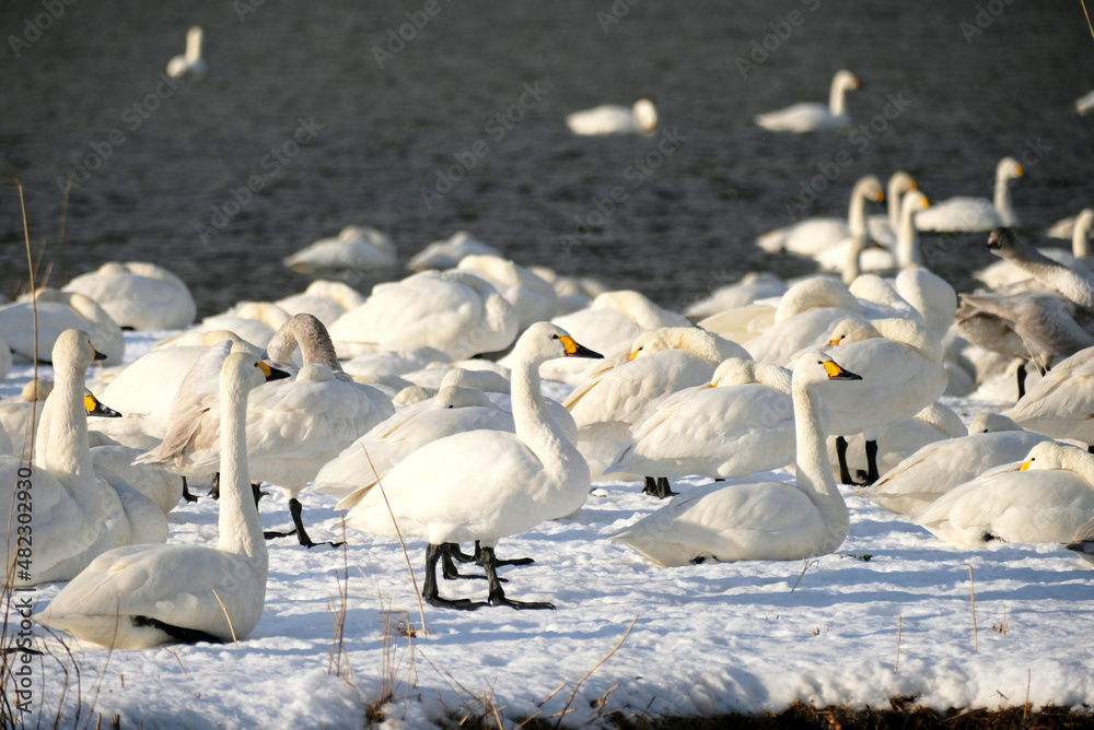 Fototapeta premium beautiful swans, 2022/1/21