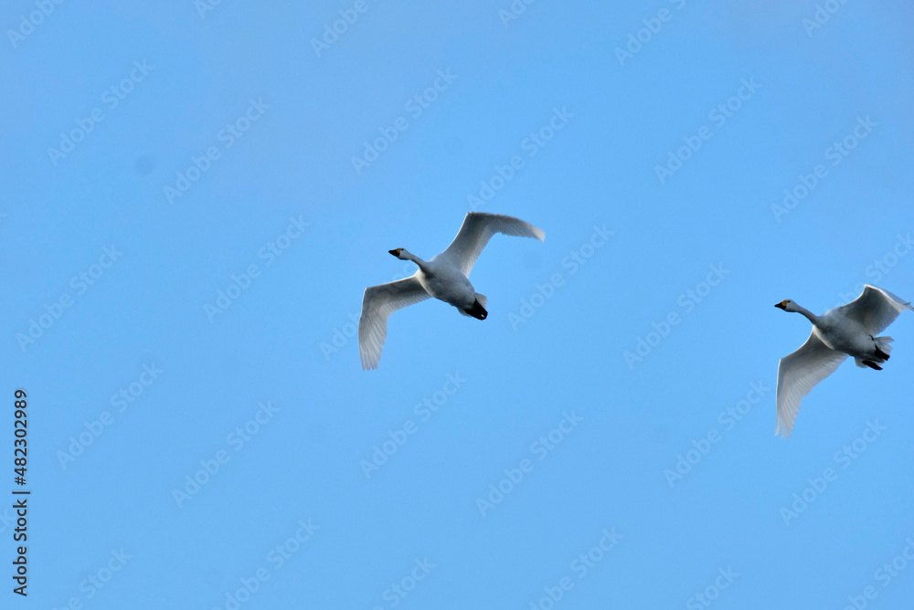 Obraz premium Soaring swan, 2022/1/21