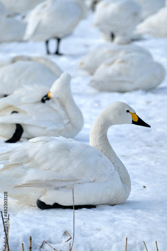 Obraz premium beautiful swans, 2022/1/21