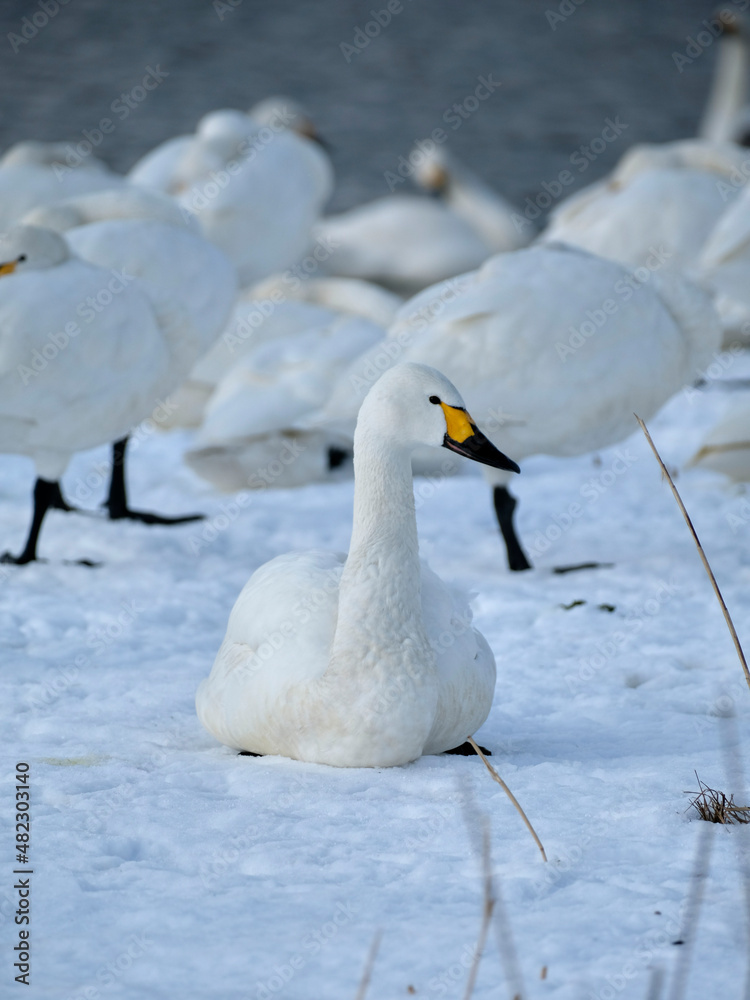 Fototapeta premium beautiful swans, 2022/1/21