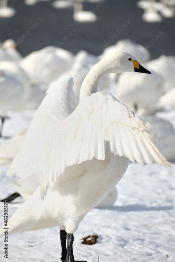 beautiful swans, 2022/1/21 beautiful swans, 2022/1/21