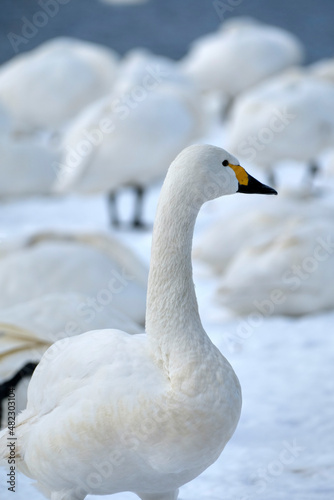 beautiful swans  2022 1 21