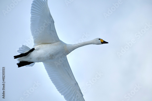 Soaring swan, 2022/1/21 photo