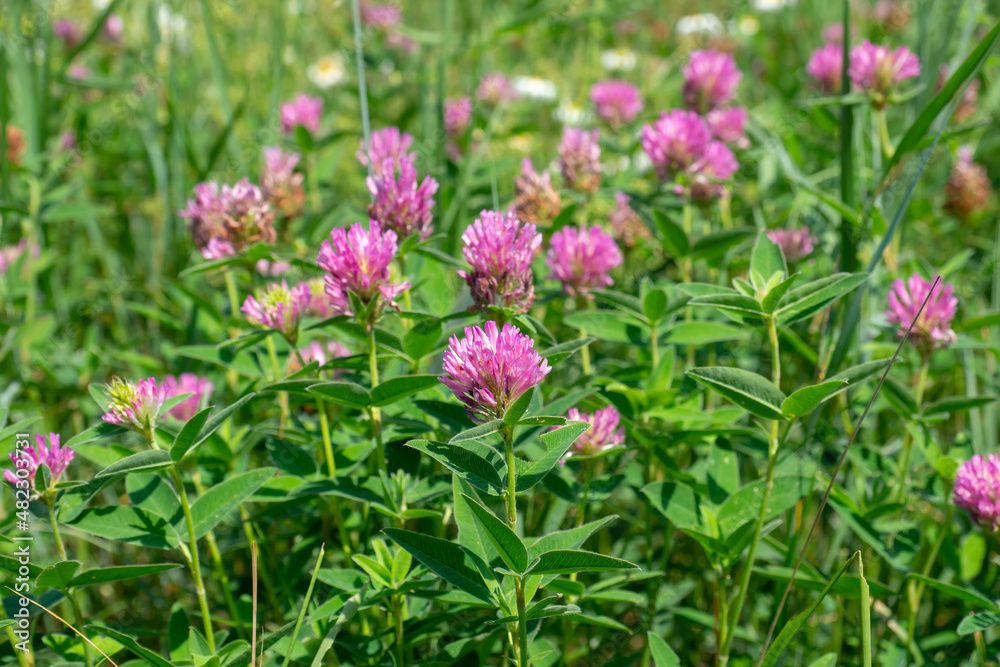 Red clover in green grass. Blooming meadow in summer. Red clover in green grass. Blooming meadow in summer.