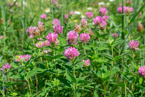 Red clover in green grass. Blooming meadow in summer.