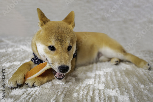  Japanese red Shiba inu cute puppy dog holding orange toy.