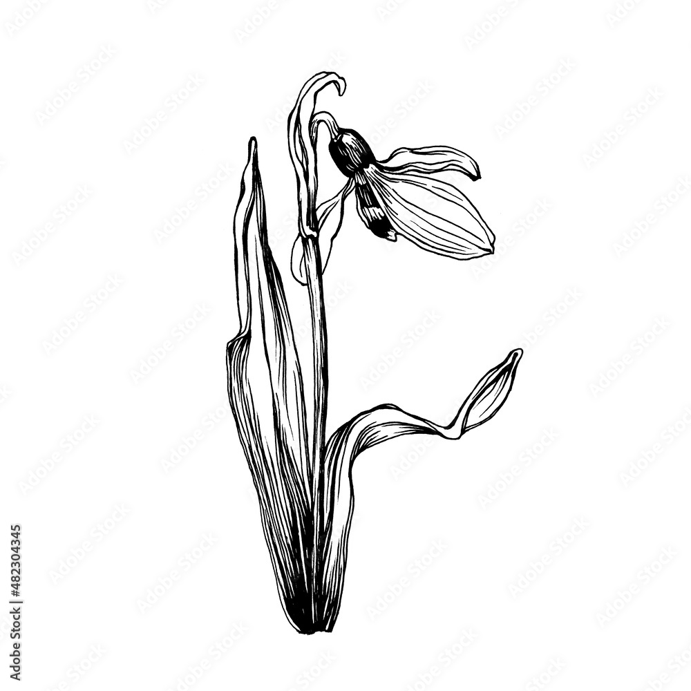 Close up of snowdrop, spring flower in bloom (Galanthus). Black and white outline illustration, hand drawn work isolated on white background