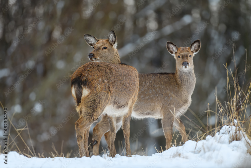 Two female deer in the winter forest. Animal in natural habitat Two female deer in the winter forest. Animal in natural habitat
