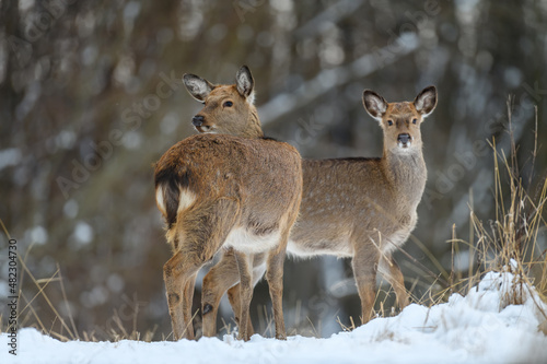 Two female deer in the winter forest. Animal in natural habitat