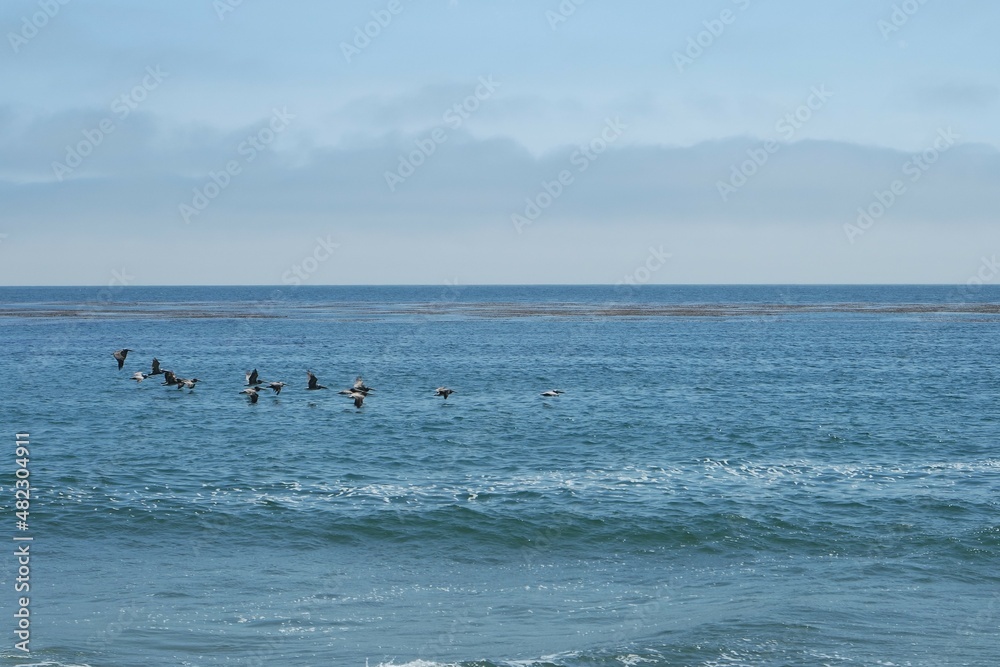 Pelicans, Santa Cruz