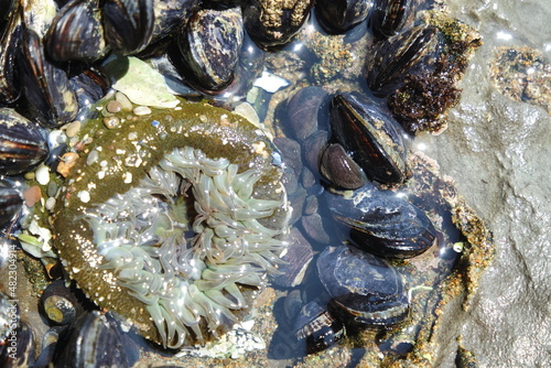 Mussels and Sea Anemone, Santa Cruz photo