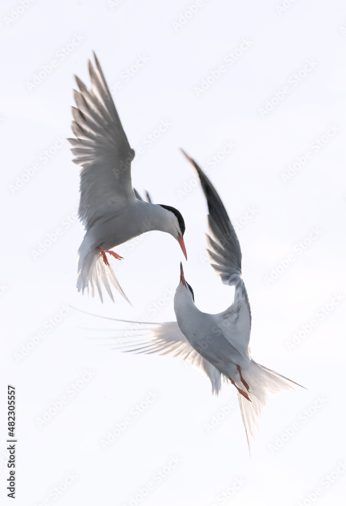Showdown in flight. Common Terns interacting in flight. Adult common terns in flight in sunset light isolated on the white background. Scientific name: Sterna hirundo. Showdown in flight. Common Terns interacting in flight. Adult common terns in flight in sunset light isolated on the white background. Scientific name: Sterna hirundo.
