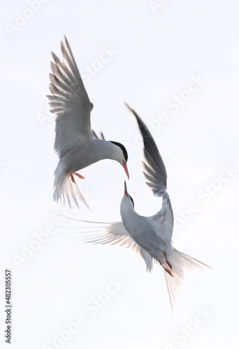 Showdown in flight. Common Terns interacting in flight. Adult common terns in flight in sunset light isolated on the white background. Scientific name: Sterna hirundo.