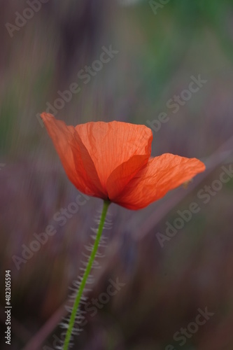 A poppy flower is not yet illuminated by the sun