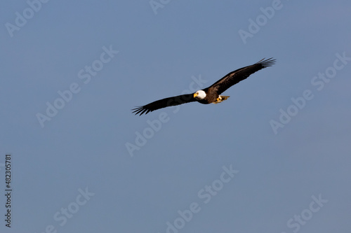 Bald Eagle soaring high