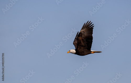 Bald Eagle in flight Side profile