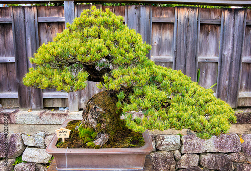 京都、大徳寺芳俊院盆栽庭園の五葉松