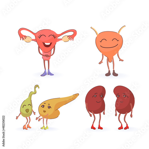 internal human uterus, kidneys, bladder, gallbladder, pancreas
