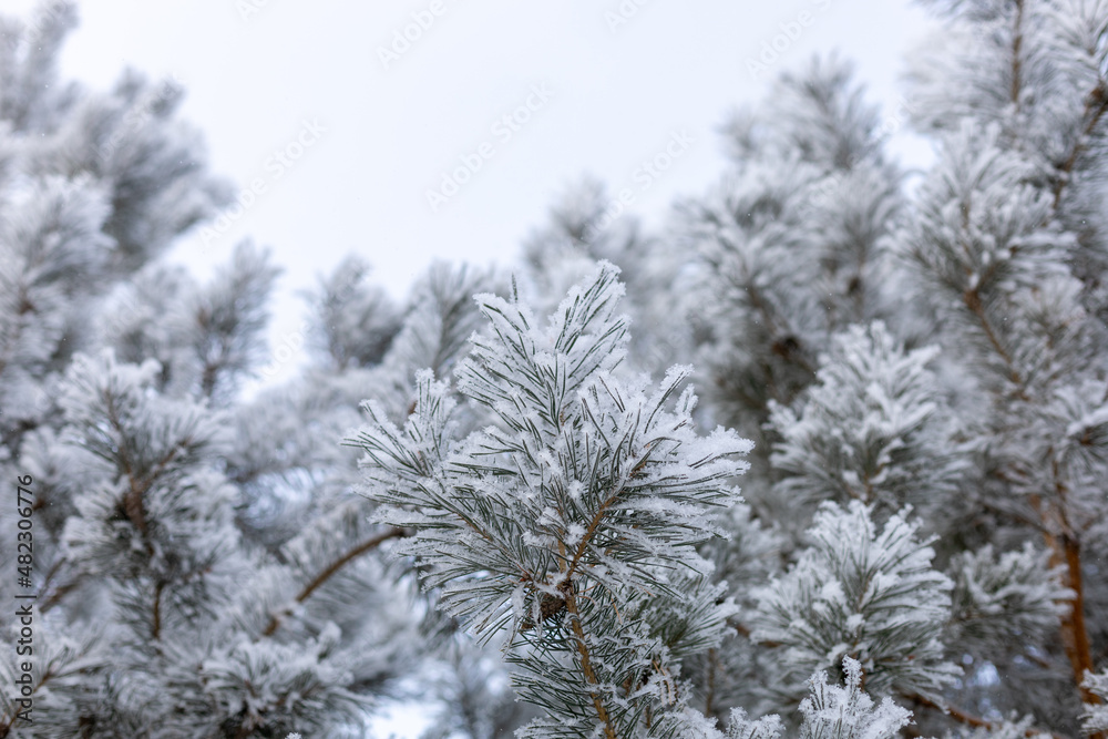 Awe-inspiring natural background with rimy branches of fir covered with snow with blue sky in background. Amazing winter with very low temperatures. Weather making your eyes pleased.