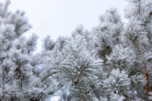Awe-inspiring natural background with rimy branches of fir covered with snow with blue sky in background. Amazing winter with very low temperatures. Weather making your eyes pleased. © Юля Бурмистрова