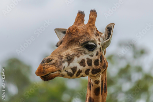 Rothschild giraffe in profile