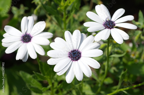 Osteospermum ecklonis, or 