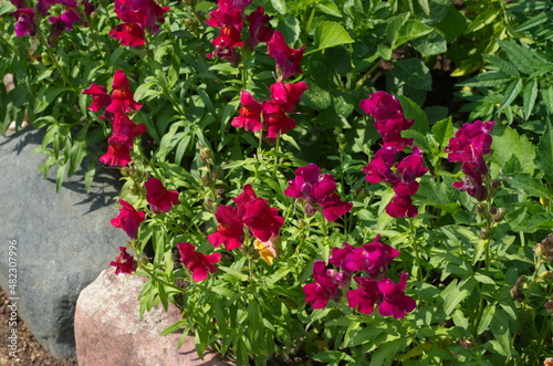 Fototapeta Naklejka Na Ścianę i Meble -  Snapdragon (Lat. Antirrhinum) blooms in a flower bed in the garden