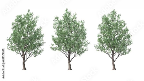 Isolated 3D realistic Tupelo tree on the wind, White background with transparent cut-out animation and alpha channel. photo