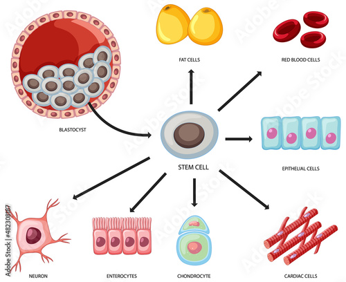 Types of stem cells on white background